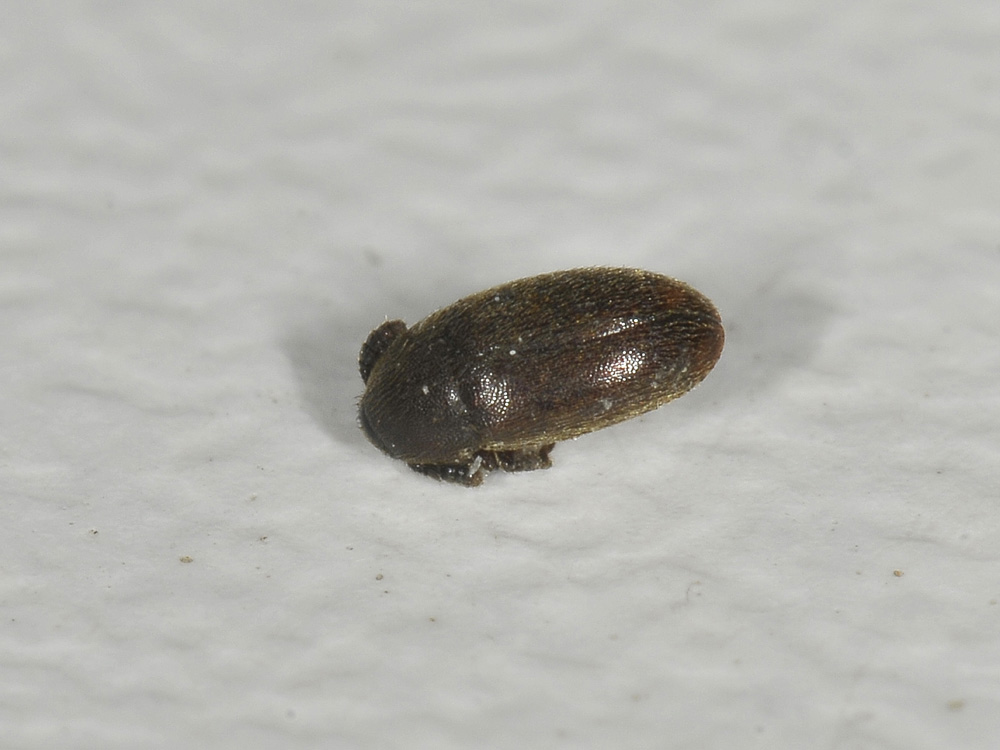 Colonidae?